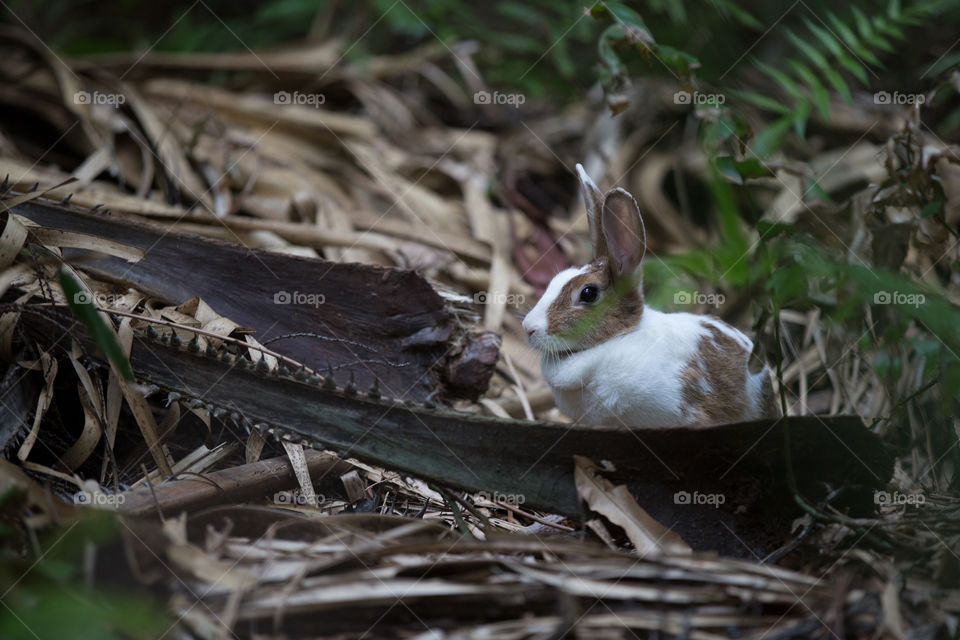 Rabbit in the forest 