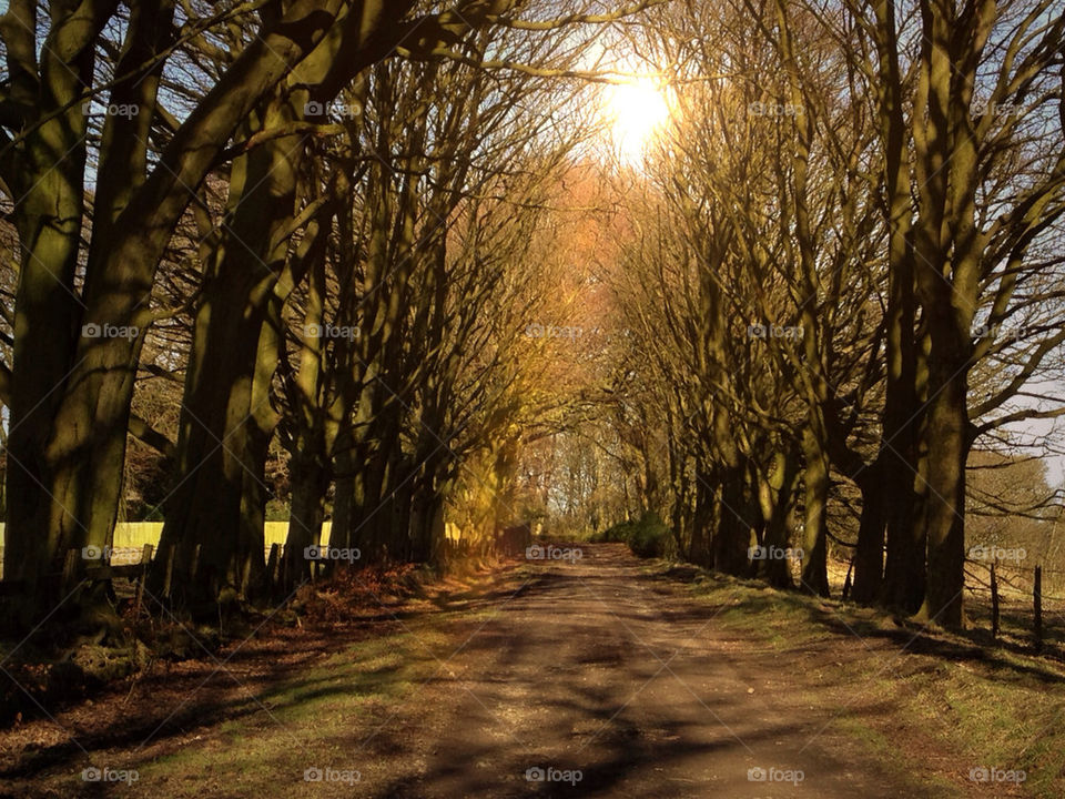 light sun trees forest by jamethyst