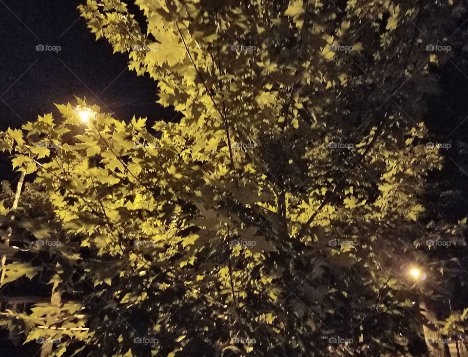 Tree at night