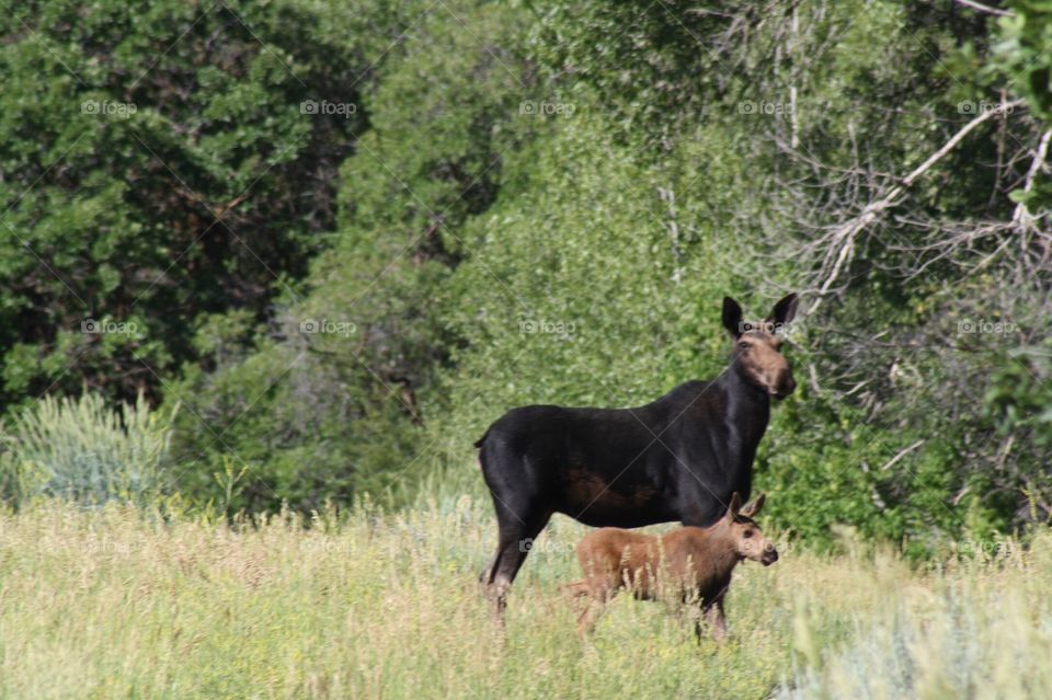 Mama and baby moose seen in Midway,Utah near the Provo river!