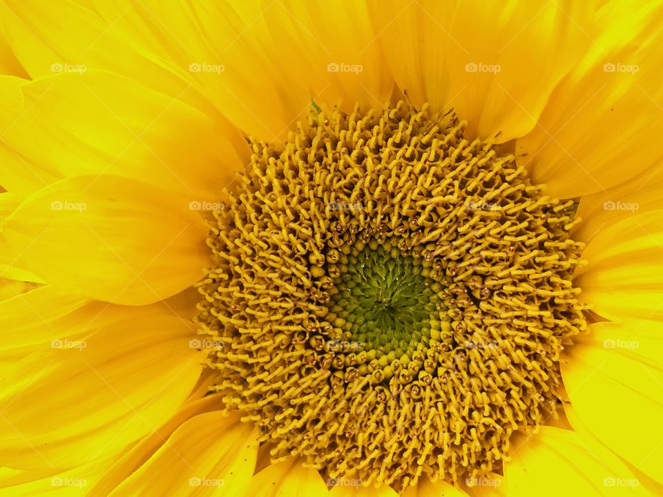 Warm yellow flower