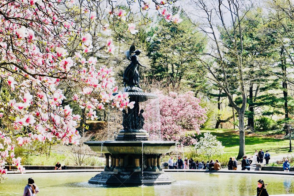 Flowering trees, shrubs and evergreen foliage surround the Bethesda Fountain in Central Park. 