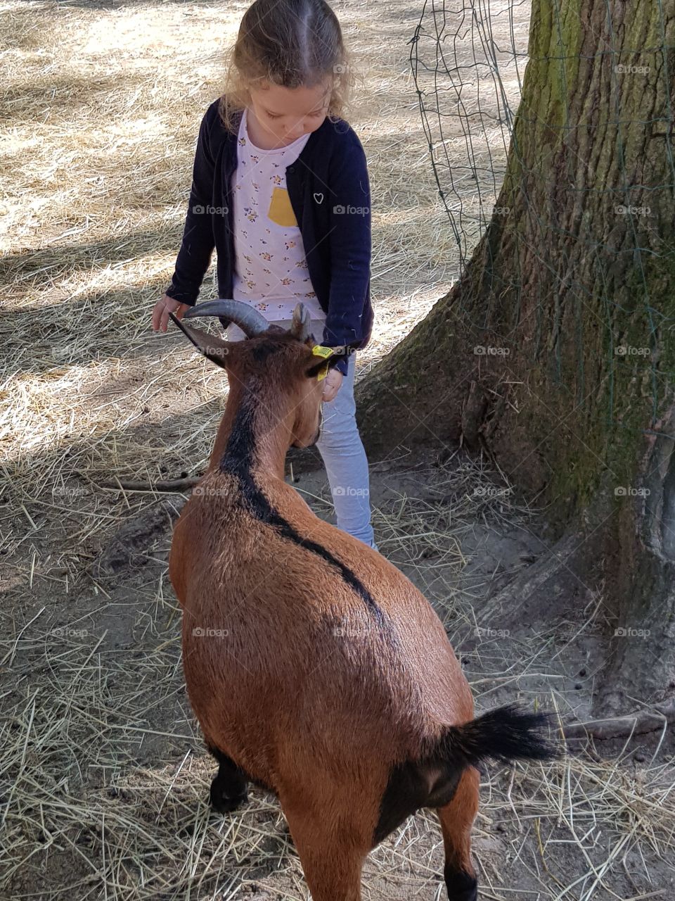 a girl feeds a goat