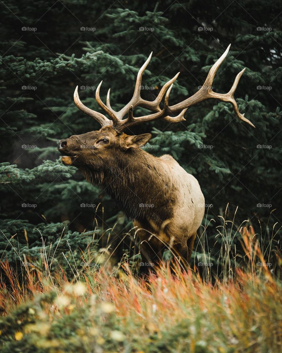 Beautiful brown colour deer