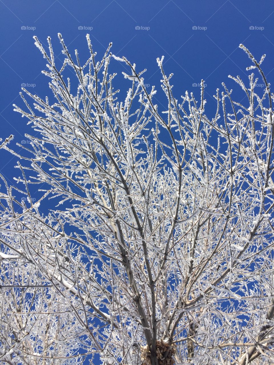 Forzen tree in winter