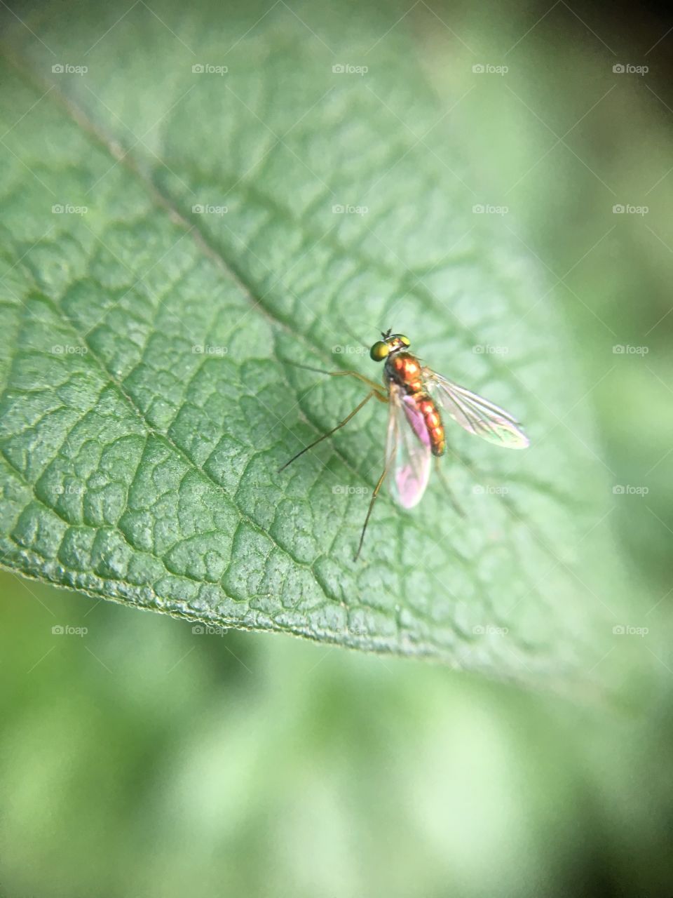 Tiny scintillating  fly in sunshine