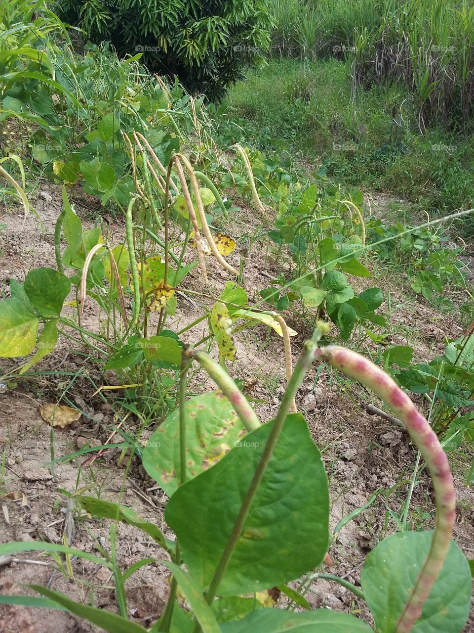 Bean plantation in Ipojuca, Pernambuco, Brazil.