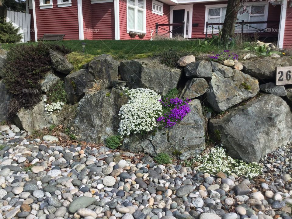 Flowers Growing out of the Rocks
