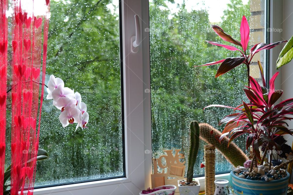 Flower, Flora, Decoration, Garden, Window