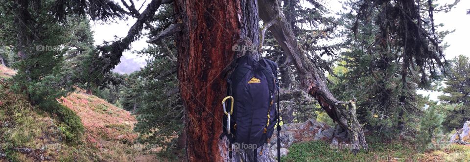 Tree, Wood, Trunk, Nature, Bark