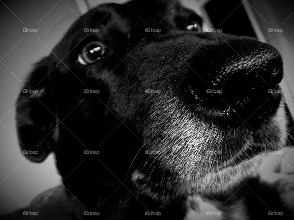 black dog labrador shepard by tjduncan77