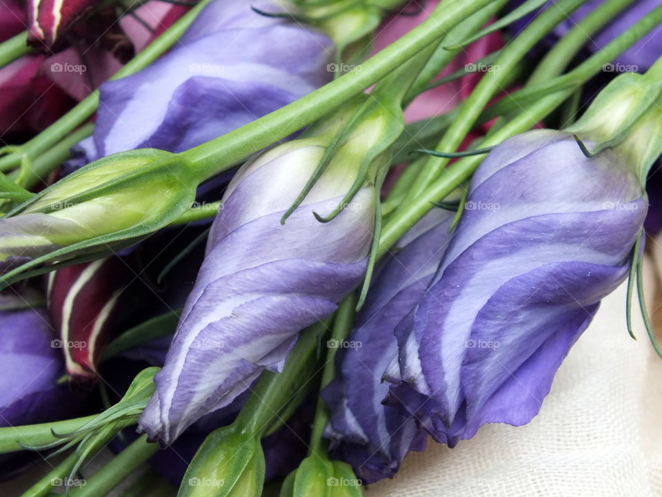 Purple lisianthus in bid