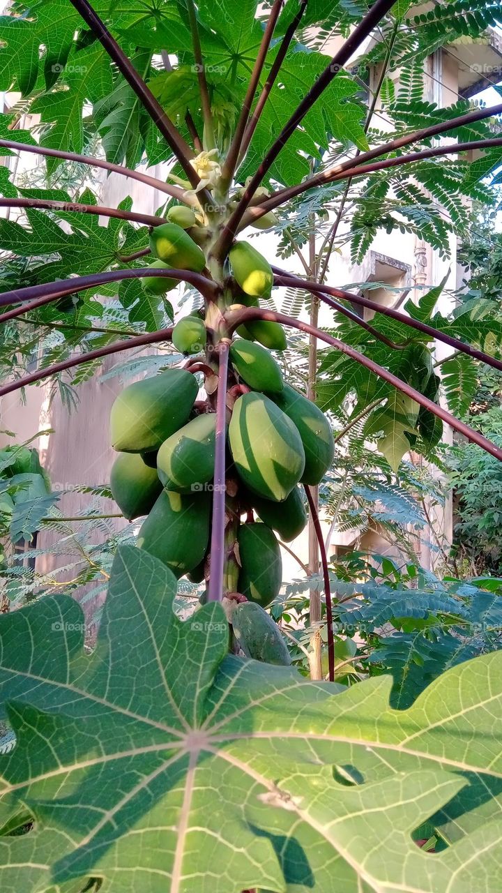 papayas