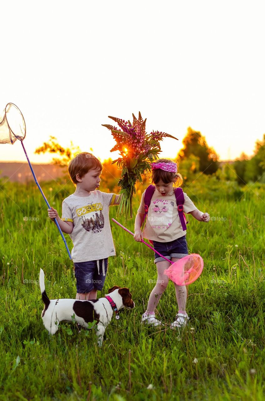 children walk the dog in the rays of sunset, pick flowers and catch butterflies with nets.