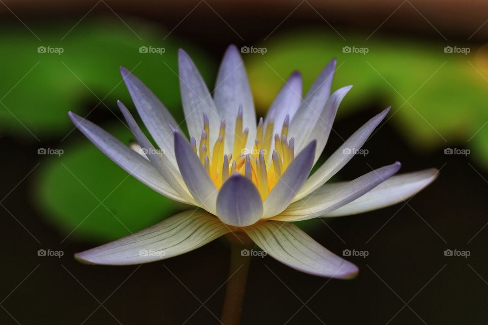 lotus