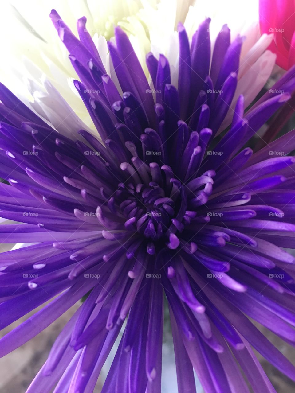 Purple flower close up