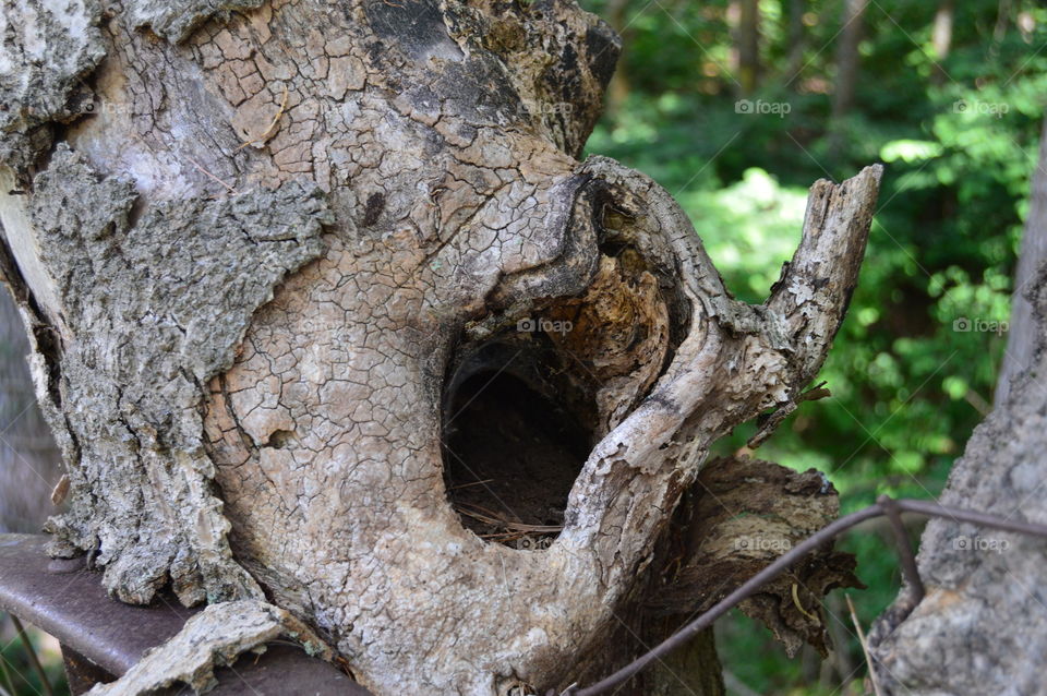 tree stump with hollow