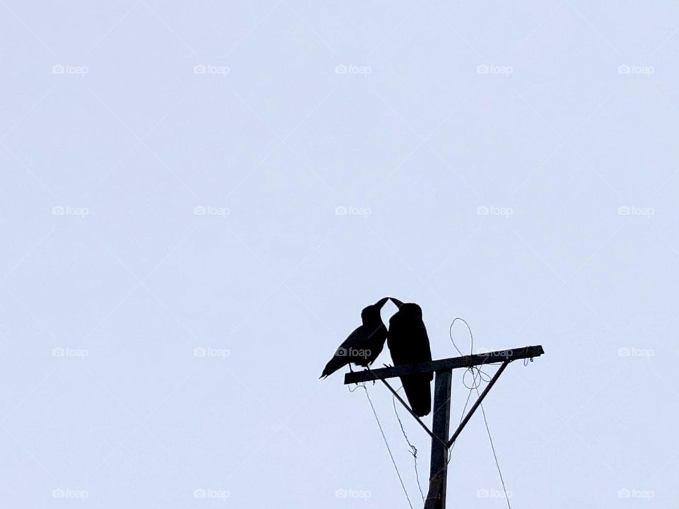 Two crows on a wired pole 