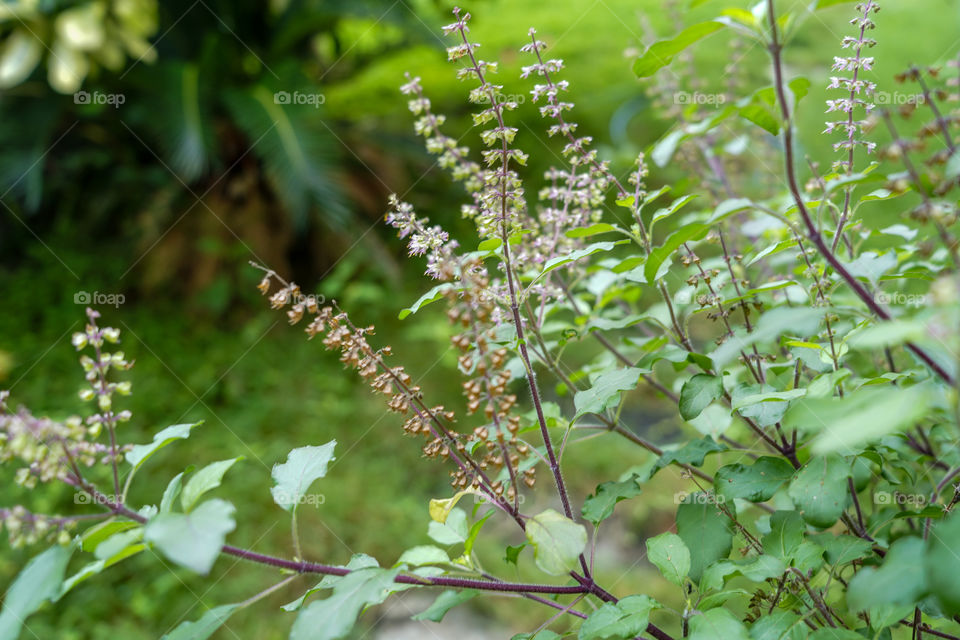 Portraits of a plant 