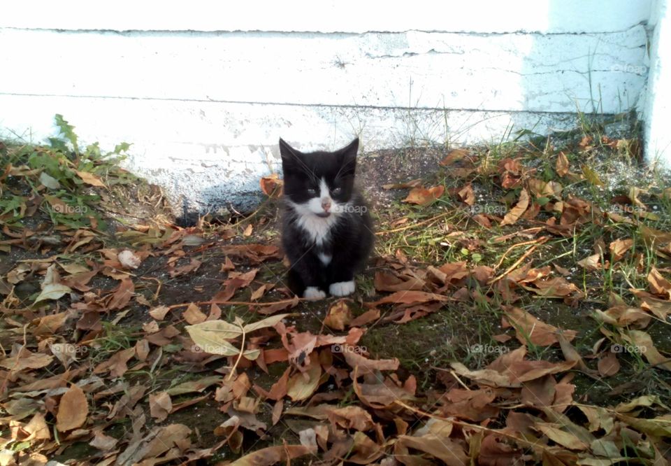 Small kitten in the autumn leaves on the street