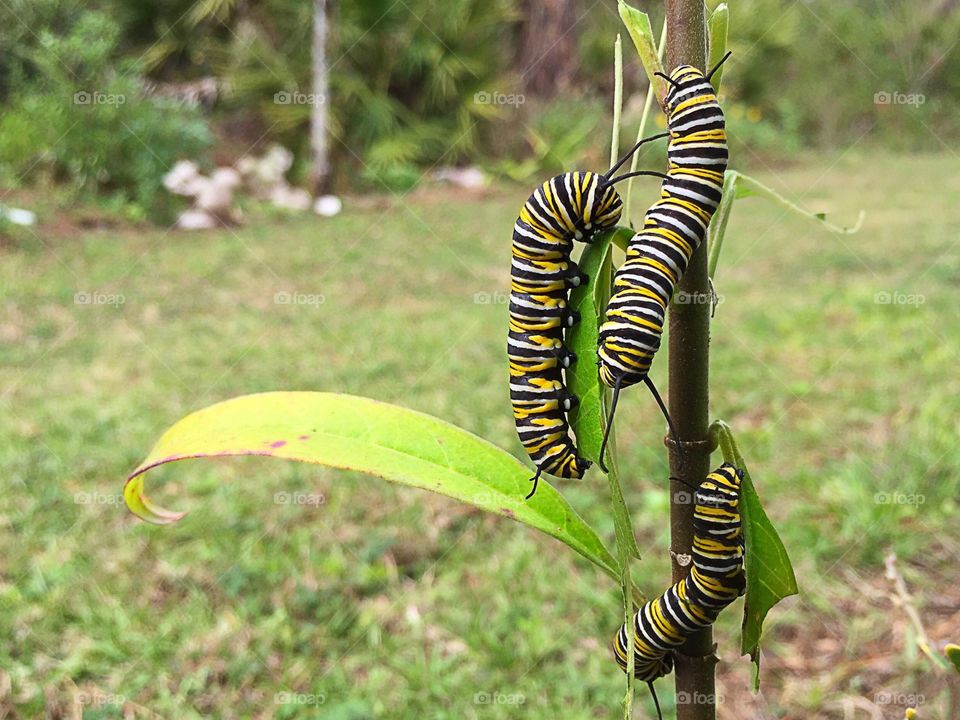 A trio of hungry Monarch Caterpillars munching on their host plant the Milkweed.