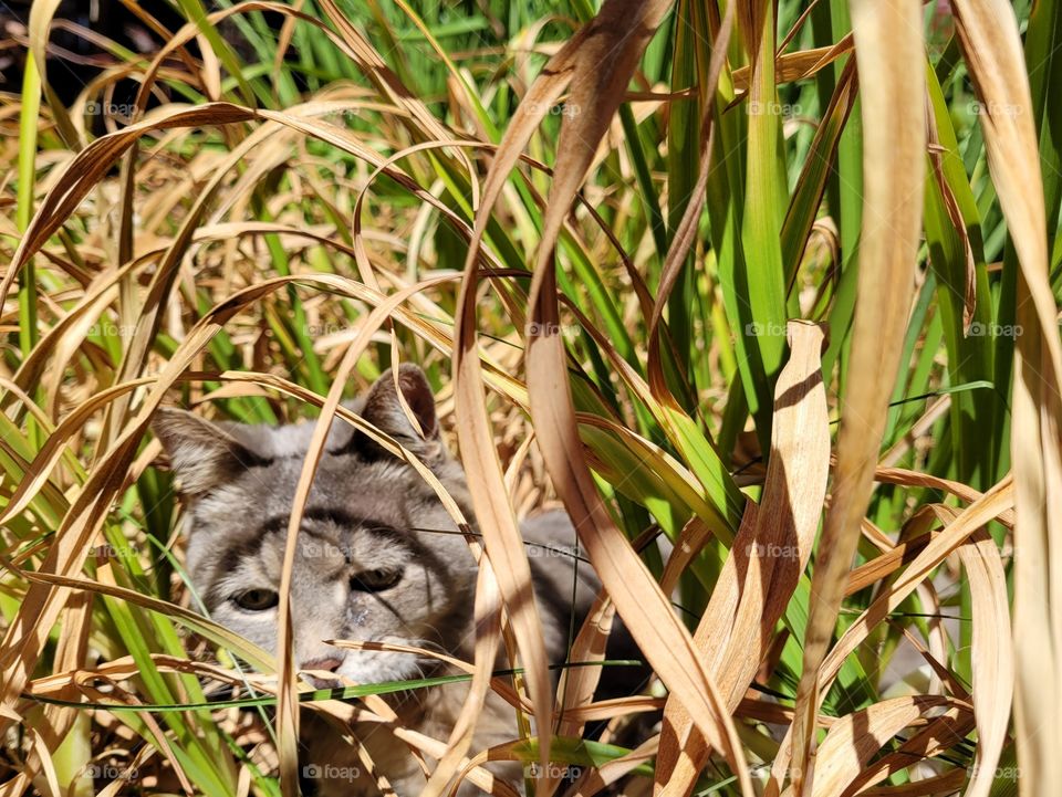 Cat Playing in Tall Grass like a Lioness