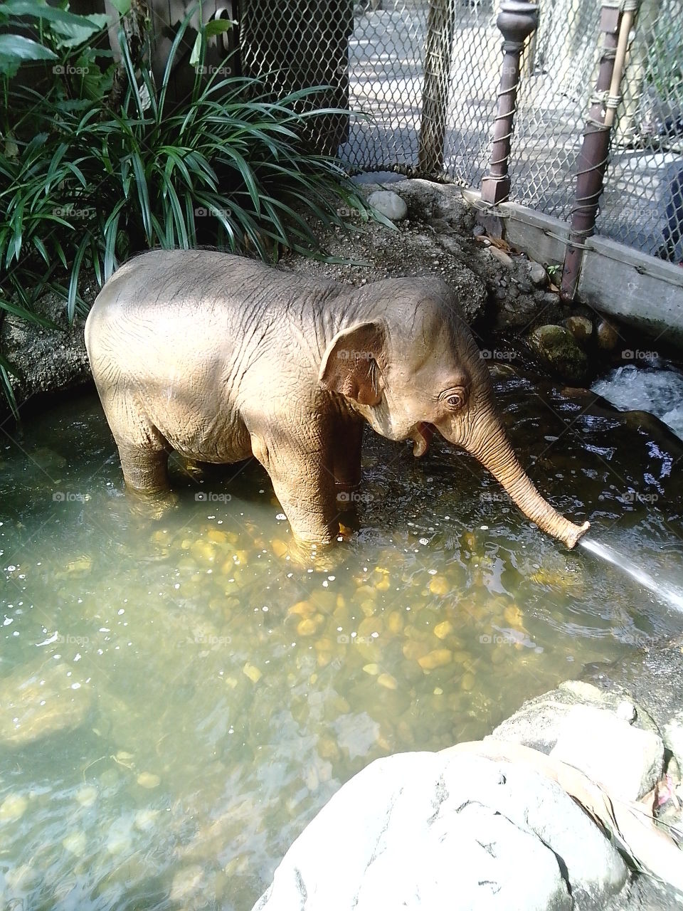 Macau Elephant