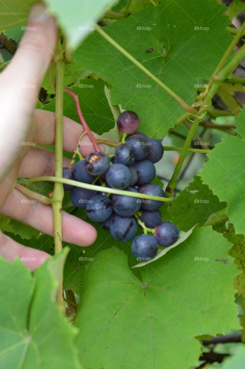 Grapes outside