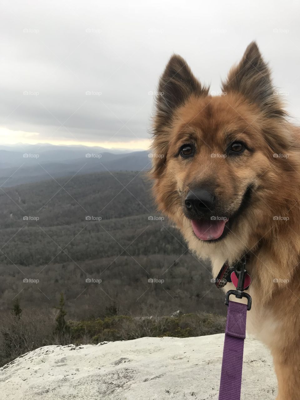 Hiking along the Blue Ridge Parkway with the puppy