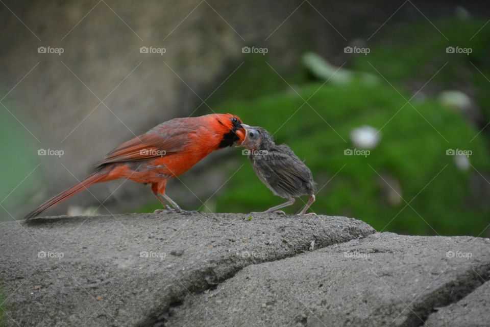 Bird watching -Mom feeding her baby bird