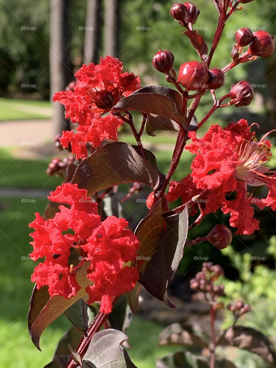 Crepe Myrtle