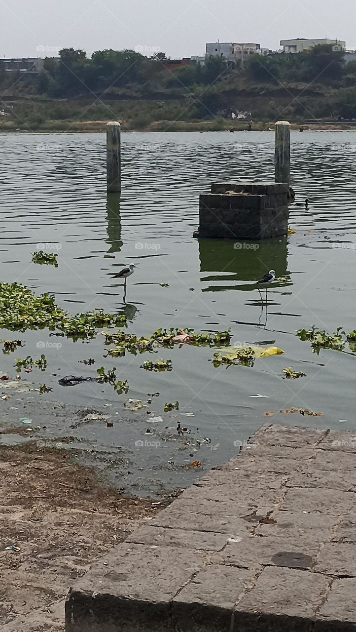 long beak birds searching for fish without any movement