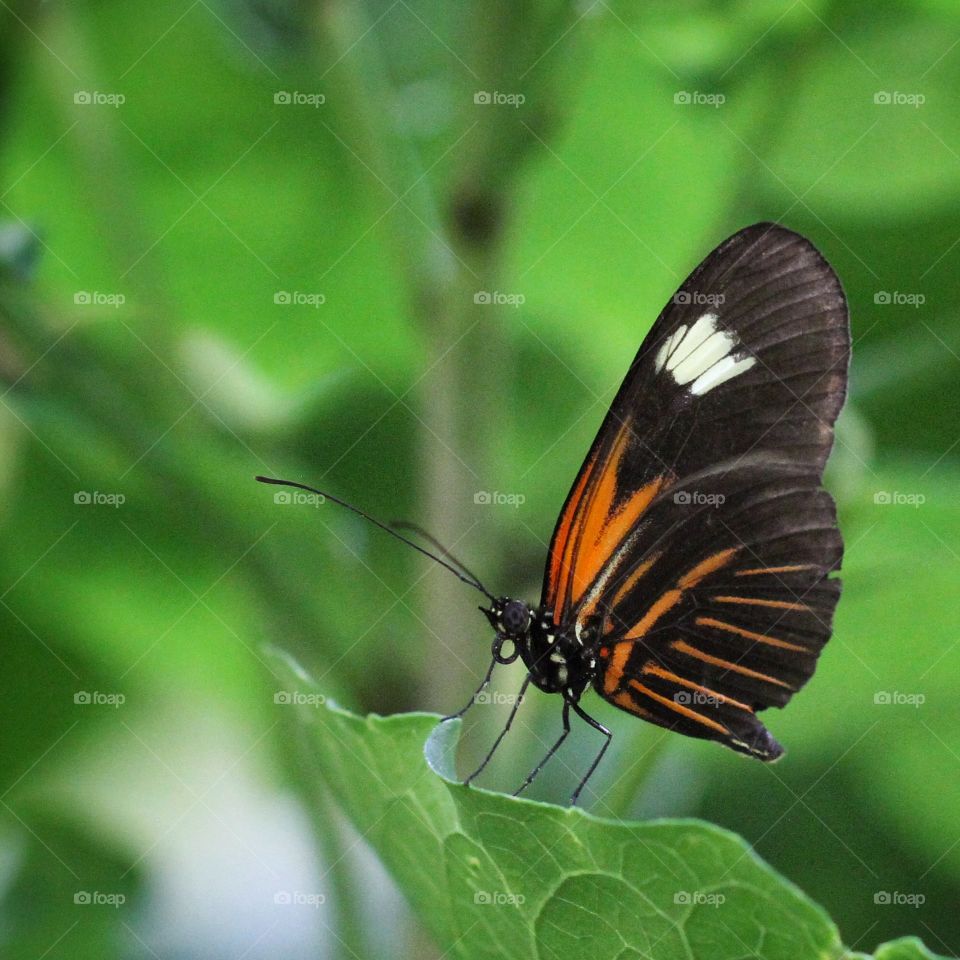 Beautiful butterfly 