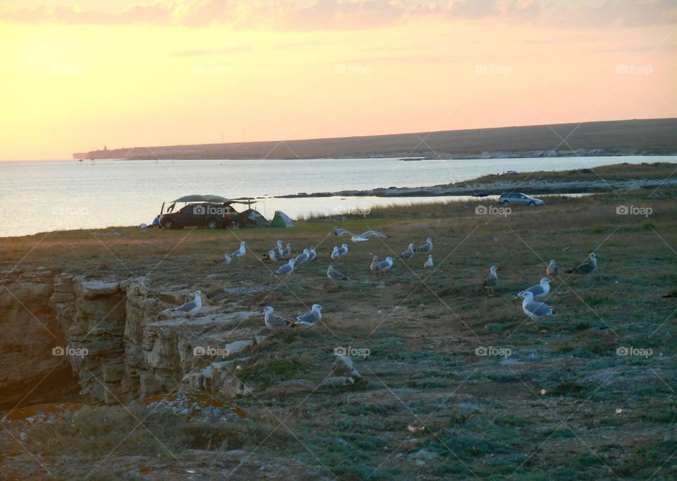 Water, No Person, Bird, Sea, Seagulls