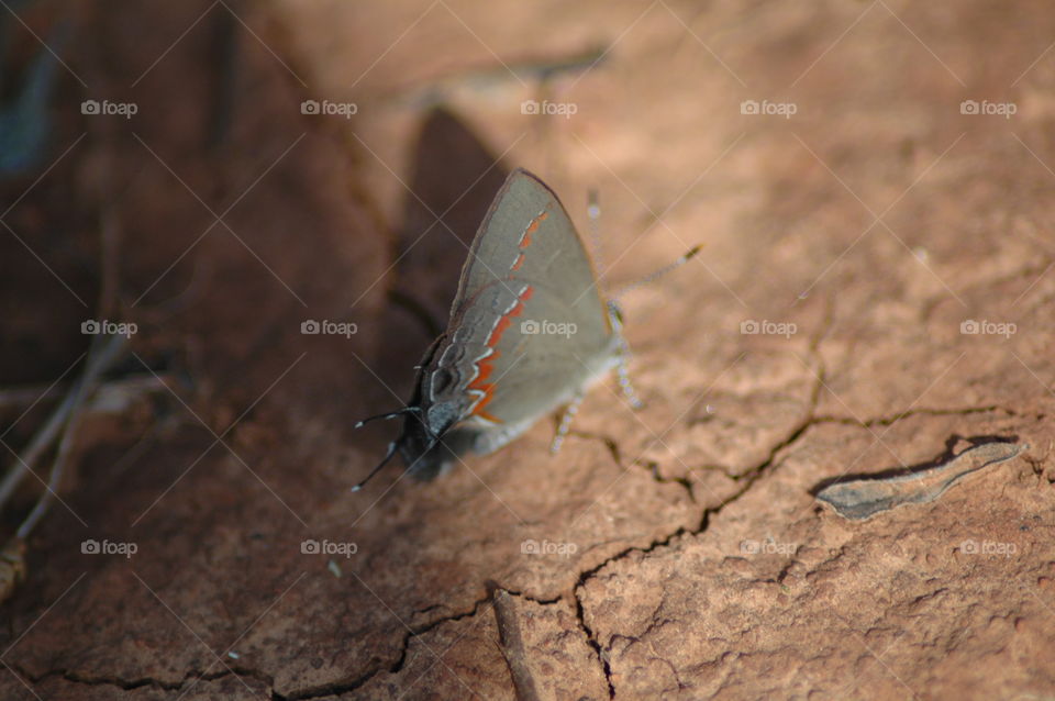 hairstreak