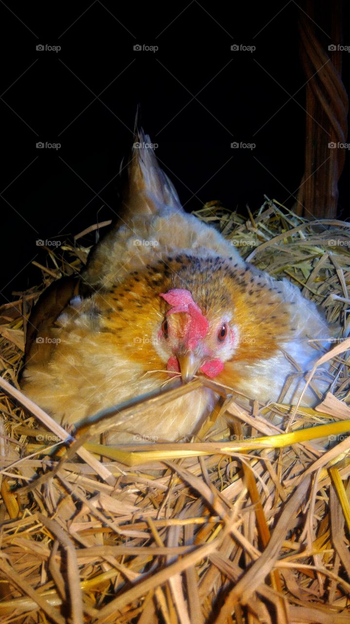 Beautiful Dwarf Chicken in the farm