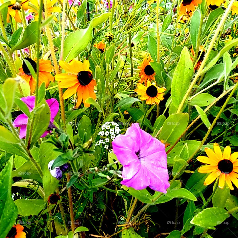 Wildflowers Petunias and Black Eyed Susan's in Garden