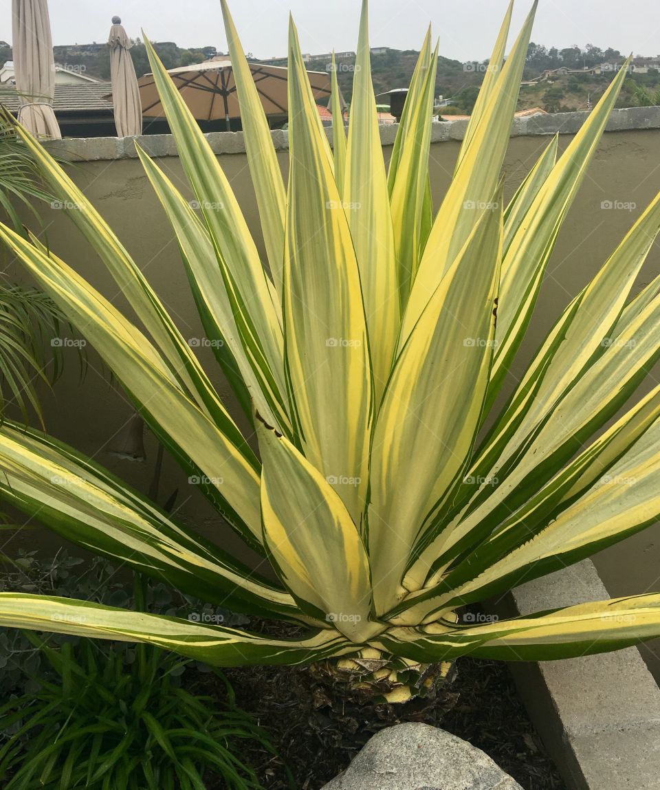 Agaves Cactus, Succulent 