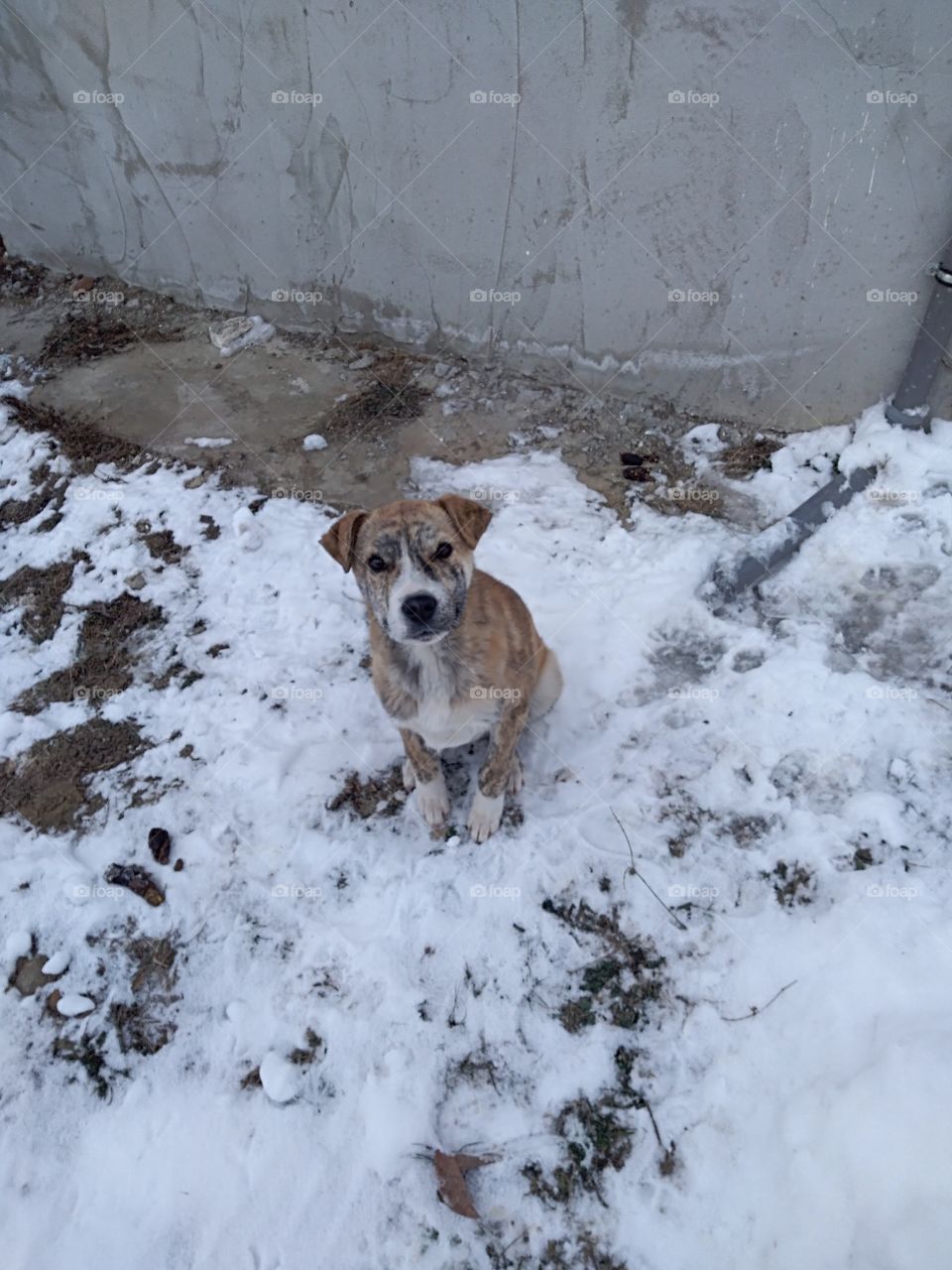 Dog looking at camera