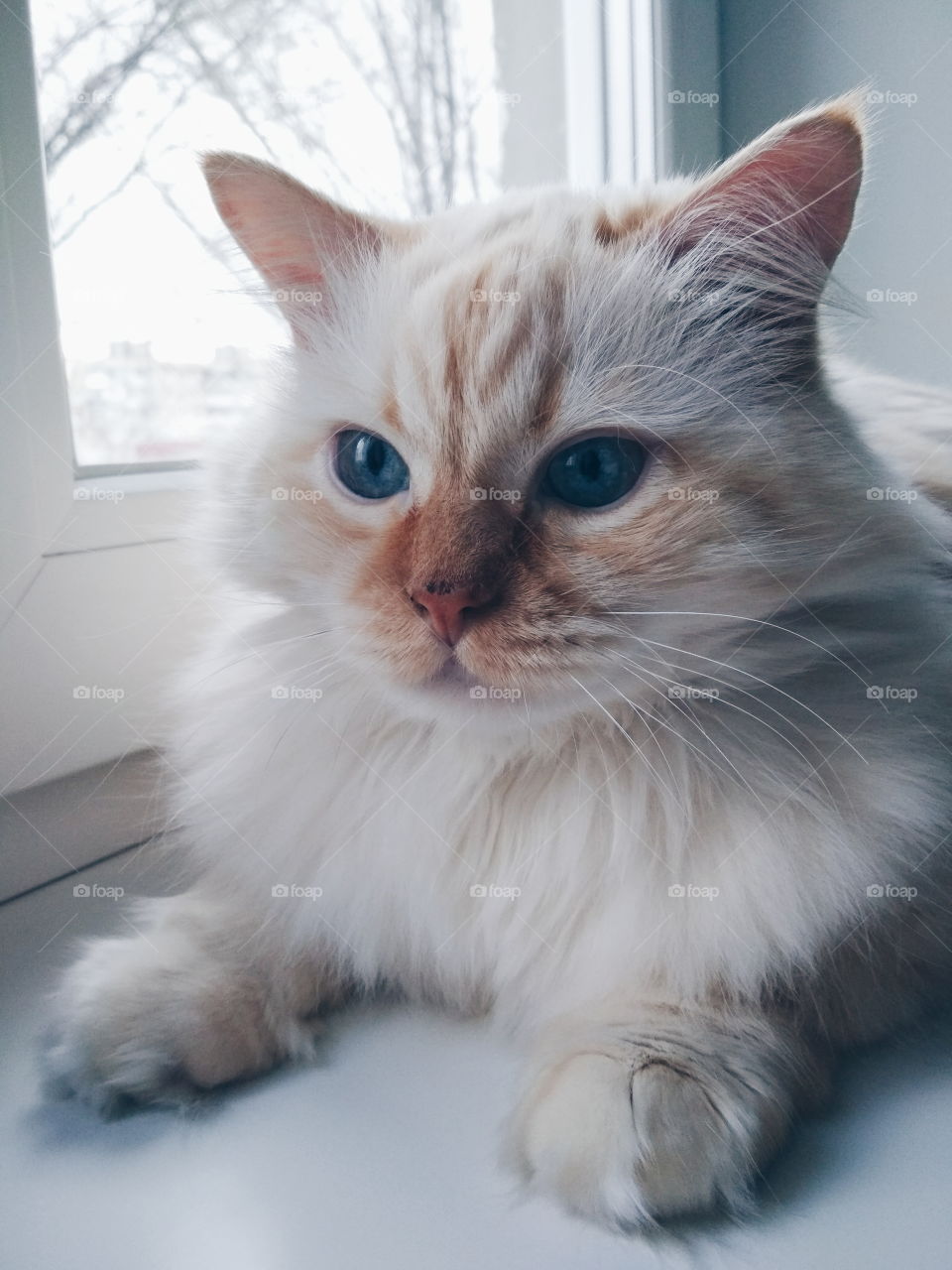 cat with big blue eyes