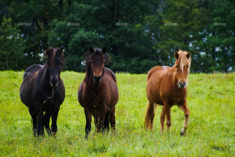 Three horses grazing in field