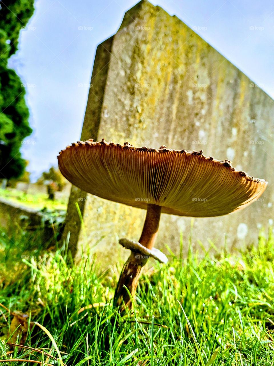 Close-up of a large fully open parasol mushroom in front of an aged headstone with green moss and blue sky in the background