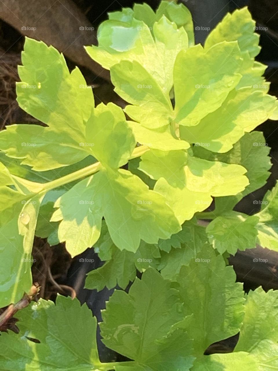 Editors choice: Photo of the week, My garden.