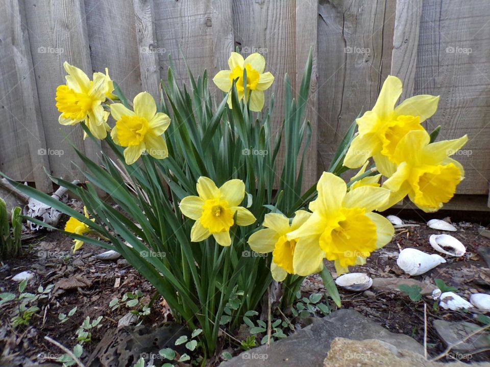 lovely yellow bowing heads.