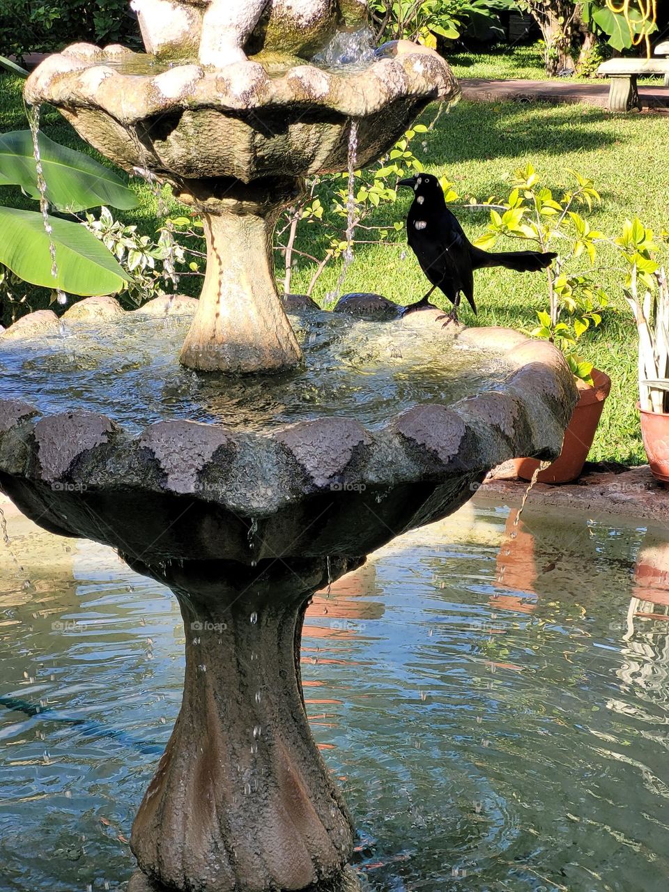 pájaro en la fuente de agua