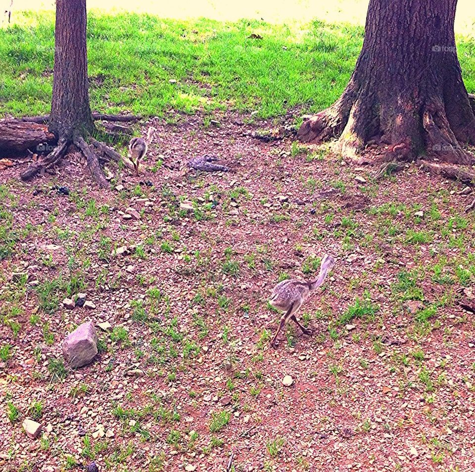 Baby emu running
