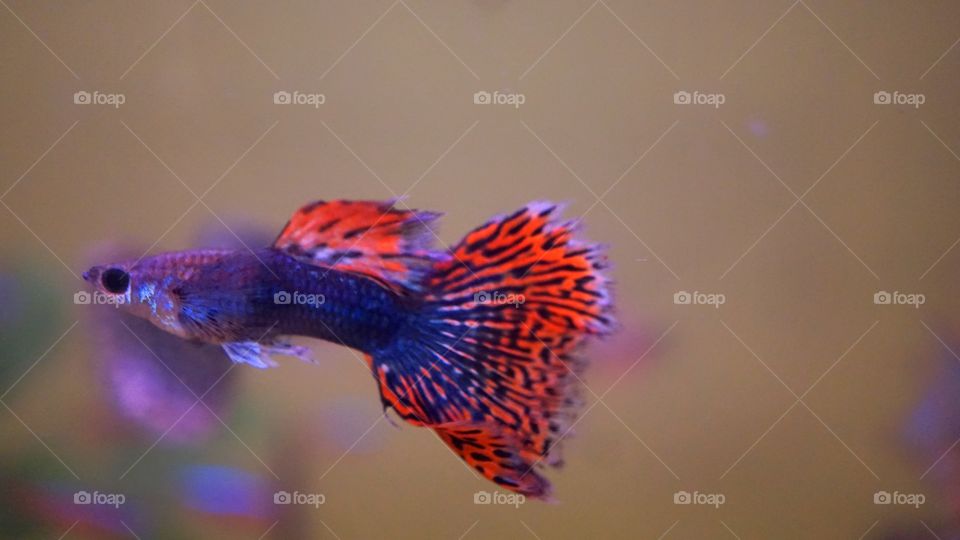 guppy fish