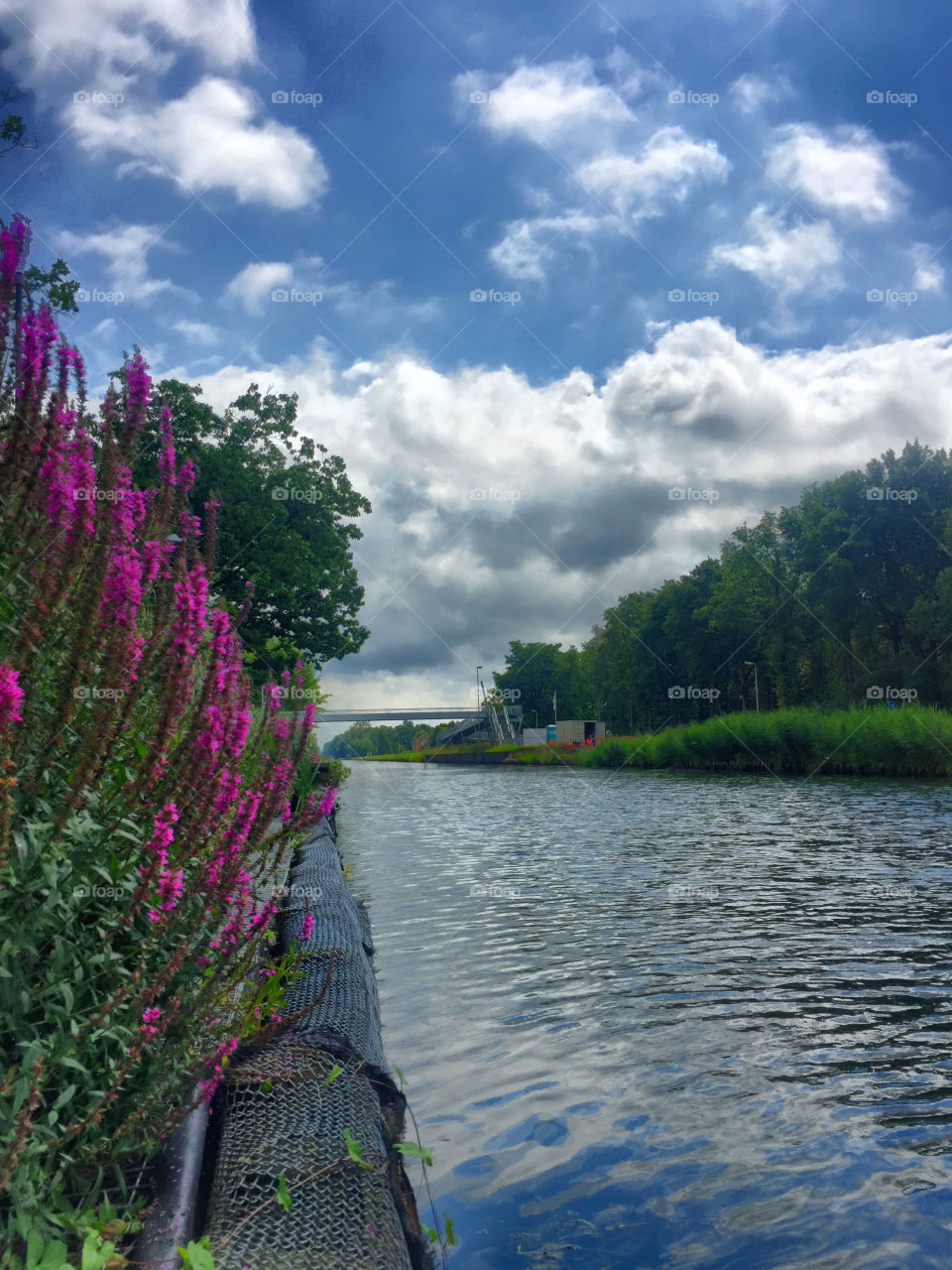 Flowers on the edge 