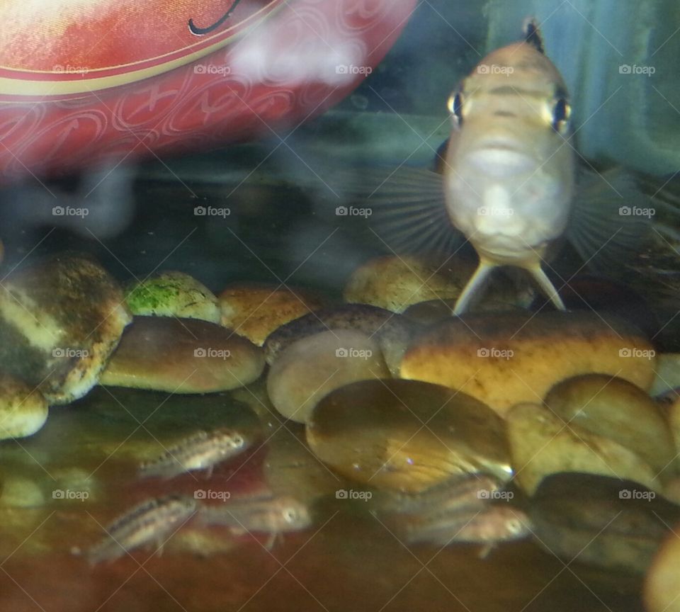 Mommy Fish with babies