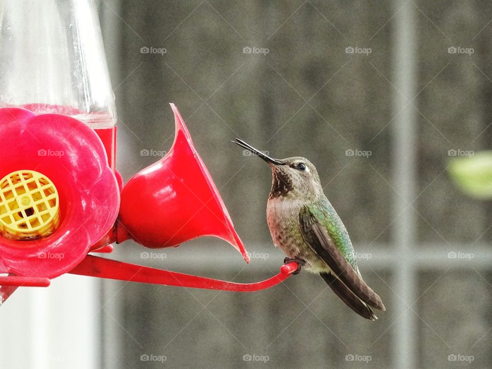 Hummingbird at feeder